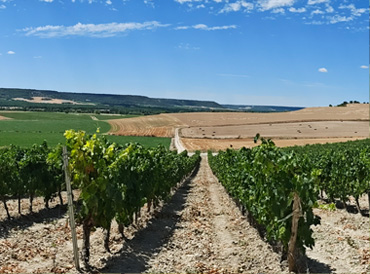 LA LADERA - OLIVARES DE DUERO - VALLADOLID